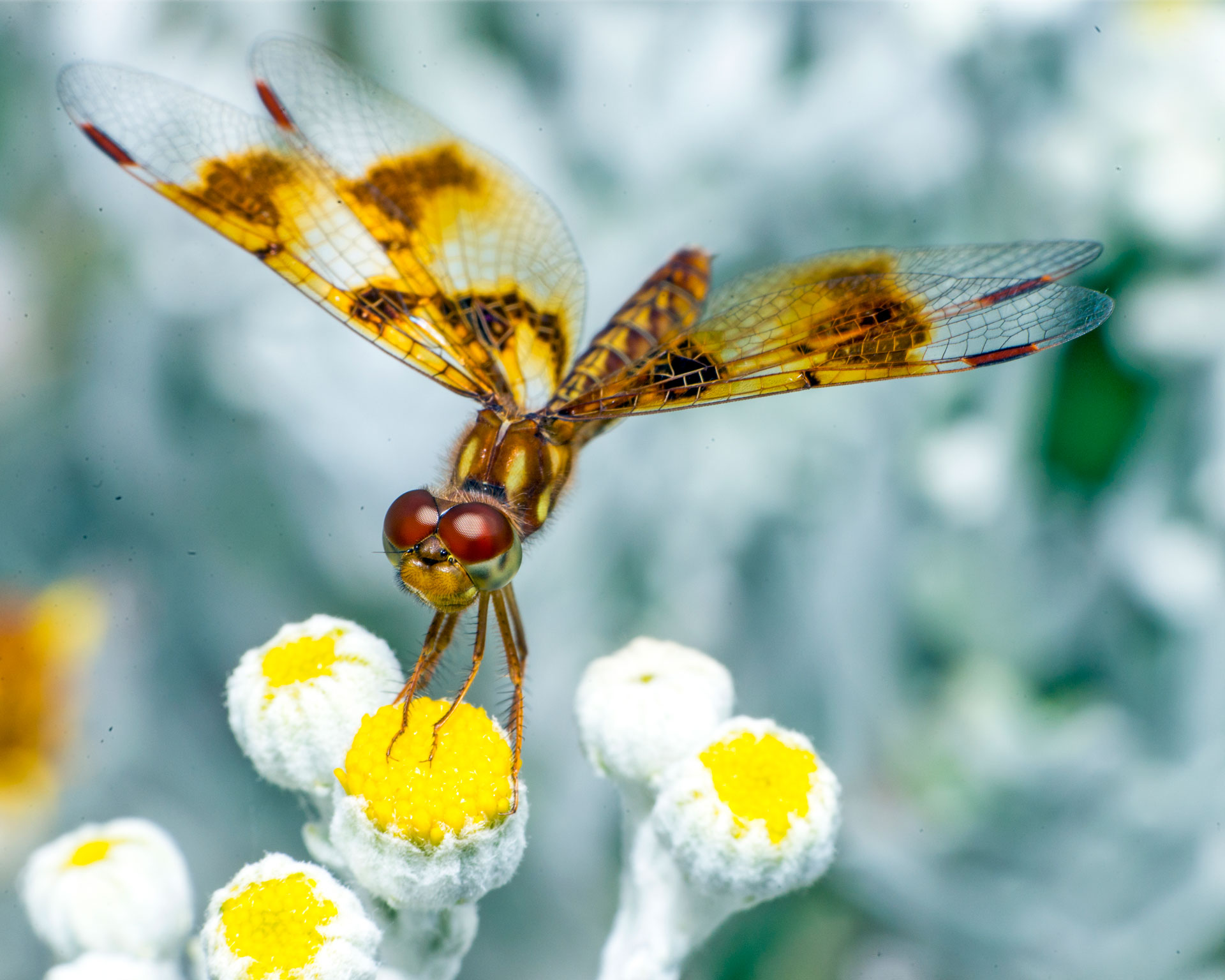 pennant-dragonfly